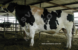 SEMENTAL HOLSTEIN