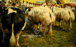 BELGIAN BLUE