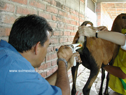 INSEMINACION ARTIFICIAL