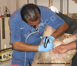 INSEMINACION INTRAUTERINA