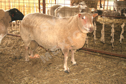 CHAROLAIS